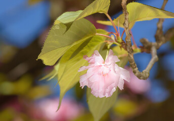 One pink cherry flower on a blurred background