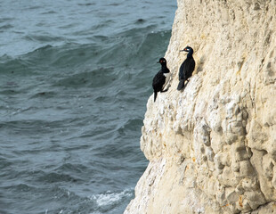 cormorants on the cliff
