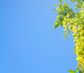 Background with blue sky and yellow wisteria inflorescence