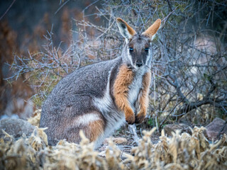 Yellow Footed Wallaby