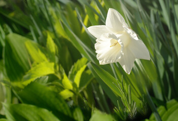 White narcissus flower on blurred green grass background