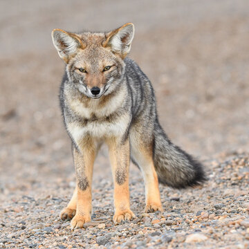 fox in the cost