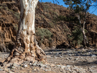 Parachilna Gorge and gnarled eucalyptus tree trunk