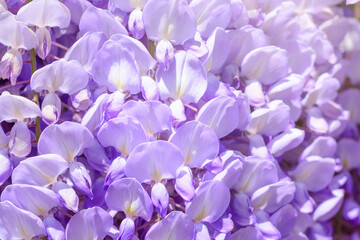 Purple wisteria flowers, selective focus