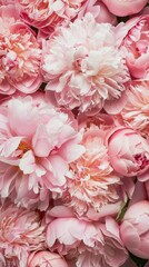 Close-up of lush pink peonies in full bloom, perfect as a natural background