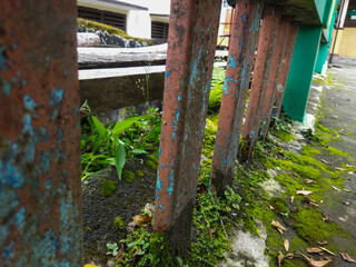 Bryophytes or mosses grow in damp areas