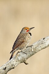 Portrait of perched northern flicker.