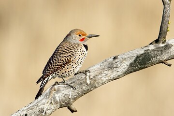 Northern Flicker perched on branch.