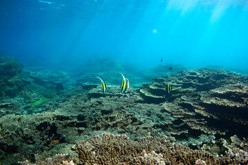 大きく美しいツノダシ（ツノダシ科）、チョウチョウウオ（チョウチョウウオ科）他の群れ。

スキンダイビングポイントの底土海水浴場。
航路の終点、太平洋の大きな孤島、八丈島。
東京都伊豆諸島。
2020年2月22日水中撮影。


A large and beautiful school of Moorish Idol (Zanclus cornutus) and Sawtail (Prionurus 