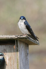Tree swallow perched on a birdhouse during a spring season at the Pitt River Dike Scenic Point in Pitt Meadows, British Columbia, Canada