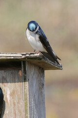 Tree swallow perched on a birdhouse during a spring season at the Pitt River Dike Scenic Point in Pitt Meadows, British Columbia, Canada