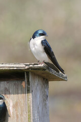 Tree swallow perched on a birdhouse during a spring season at the Pitt River Dike Scenic Point in Pitt Meadows, British Columbia, Canada