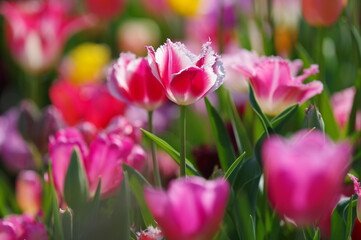 pink tulips in spring