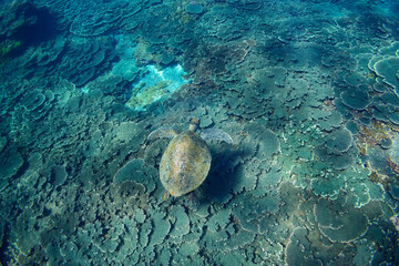 Obraz na płótnie Canvas サンゴ礁をゆったりと泳ぐ大きく美しいアオウミガメ（ウミガメ科）。スキンダイビングポイントの底土海水浴場。 航路の終点、太平洋の大きな孤島、八丈島。 東京都伊豆諸島。 2020年2月22日水中撮影。Large, beautiful green sea turtles (Chelonia mydas, family comprising sea turtles) swim leisurely