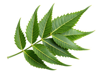 neem leaf isolated on a transparent background.