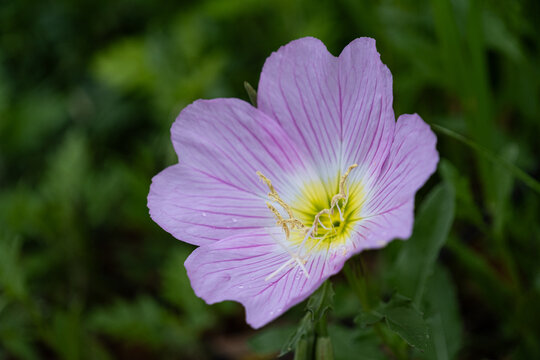 昼咲月見草」の写真素材 | 212件の無料イラスト画像 | Adobe Stock