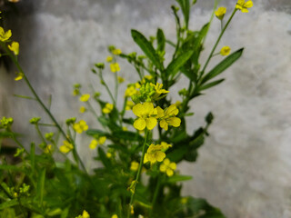 Turnip rape is a wild plant that can be used as an ornamental plant