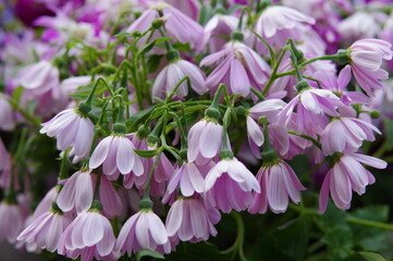 tired pink and white flowers 