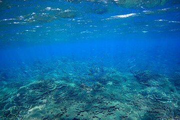 素晴らしいサンゴ礁の美しいサヨリ（サヨリ科）の群れ。

スキンダイビングポイントの底土海水浴場。
航路の終点、太平洋の大きな孤島、八丈島。
東京都伊豆諸島。
2020年2月22日水中撮影。


A school of the Beautiful Halfbeak (Hyporhamphus sajori) in Wonderful coral reefs.

Sokodo Beach, a ski