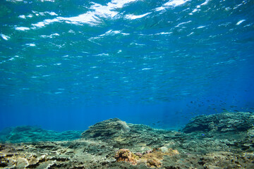 素晴らしいサンゴ礁の美しいサヨリ（サヨリ科）の群れ。

スキンダイビングポイントの底土海水浴場。
航路の終点、太平洋の大きな孤島、八丈島。
東京都伊豆諸島。
2020年2月22日水中撮影。


A school of the Beautiful Halfbeak (Hyporhamphus sajori) in Wonderful coral reefs.

Sokodo Beach, a ski