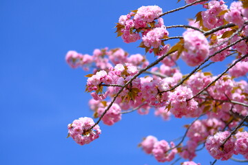 日本の春の風景　八重桜