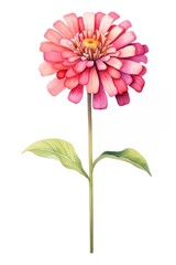 Watercolor zinnia flower dahlia petal plant. - obrazy, fototapety, plakaty