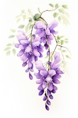 Watercolor wisteria flower blossom purple plant.