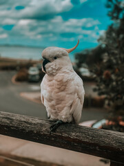 A cockatoo perched on a wooden fence by the ocean shore in Lorne, Australia, along the Great Ocean...