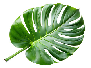 Monstera leaf isolated on white. Monstera leaf png.