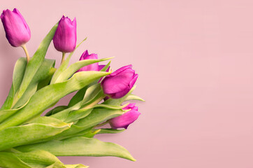 Fresh flower composition, bouquet of bi color tulips