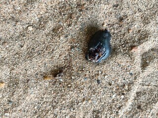 Syzygium cumini, commonly known as Malabar plum, Java plum, black plum, jamun, jaman, jambul, or jambolan, is an evergreen tropical tree in the flowering plant family Myrtaceae.