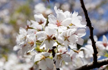 桜,染井吉野,ソメイヨシノ,千鳥ケ淵緑道,
someiyoshino,cherry blossoms