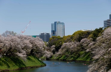 桜,染井吉野,ソメイヨシノ,千鳥ケ淵緑道,
someiyoshino,cherry blossoms
