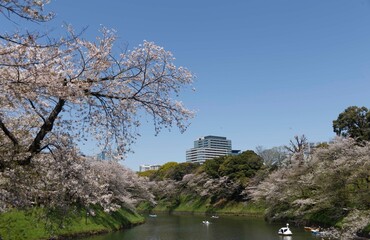 桜,染井吉野,ソメイヨシノ,千鳥ケ淵緑道,
someiyoshino,cherry blossoms