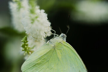  Therefore, people also believe that by planting Aloysia virgata in the house, the family will have much fortune, luck and peace.
The scent of Aloysia virgata is used to produce perfumes and Aloysia 