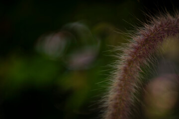 Pennisetum purpureum has a higher nutritional value than many other grass varieties. Pennisetum purpureum crude protein accounts for 19.69%, fat