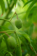 seeds, Spondias dulcis can be eaten fresh; Spondias dulcis is thick, hard, crispy and has a slightly sour-sweet taste,