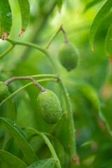 seeds, Spondias dulcis can be eaten fresh; Spondias dulcis is thick, hard, crispy and has a slightly sour-sweet taste,