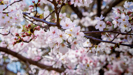 Pale pink sakura flowers also known as cherry blossom with pale pink sakura bokeh or defocused background, shot on Osaka Castle Park, Japan during the day