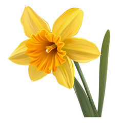 Clipart illustration a daffodil on white background. Suitable for crafting and digital design projects.[A-0002]