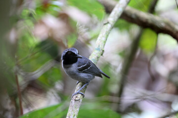The collared puffbird (Bucco capensis) is a species of bird in the family Bucconidae, the puffbirds, nunlets, and nunbirds. This photo was taken in Colombia.