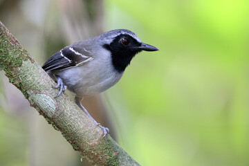 The collared puffbird (Bucco capensis) is a species of bird in the family Bucconidae, the puffbirds, nunlets, and nunbirds. This photo was taken in Colombia.