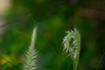 edge hugs Pennisetum purpureum the stem tightly and Pennisetum purpureum protects the node meristem.
- Flowers: Flowers Pennisetum purpureum are small,Pennisetum purpureum