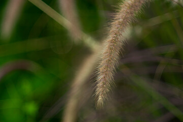 These small flowers Pennisetum purpureum combine to form more complex flower clusters such as double flowers, clusters, panicles