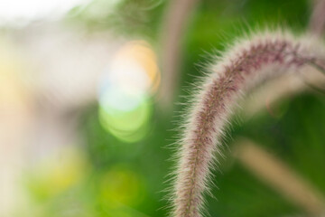 These small flowers Pennisetum purpureum combine to form more complex flower clusters such as double flowers, clusters, panicles
