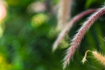 At the base of the small flower Pennisetum purpureum, Pennisetum purpureum are usually two Pennisetum purpureum eyebrows arranged opposite each other