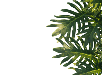leaves isolated on white