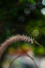 These small flowers Pennisetum purpureum combine to form more complex flower clusters such as double flowers, clusters, panicle