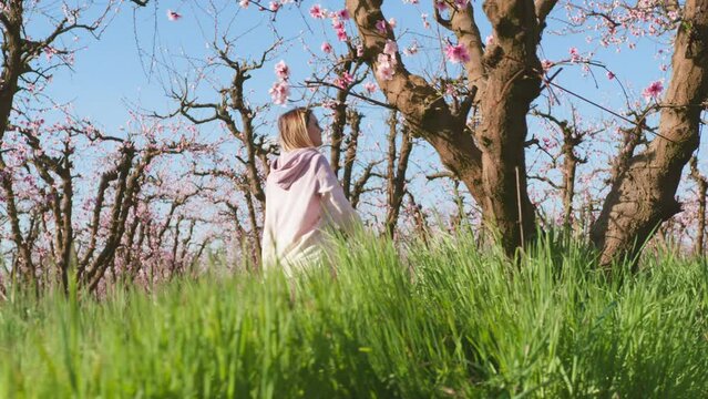 Beautiful woman explores almond orchards during lovely sunny morning. Female tourist enjoys pinky lavish blooming as she walks by the rows of lush trees. High quality 4k footage
