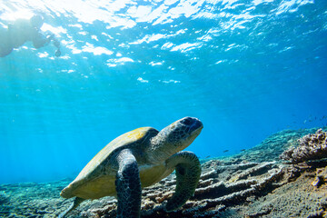 Obraz premium 逆光の中ゆったり泳ぐ美しく大きなアオウミガメ（ウミガメ科）とダイバー達。スキンダイビングポイントの底土海水浴場。 航路の終点、太平洋の大きな孤島、八丈島。 東京都伊豆諸島。 2020年2月22日水中撮影。Beautiful and large green sea turtle (Chelonia mydas, family Turtles) swimming leisurely 